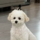 왈왈이 (무실점) 이미지