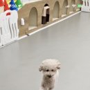 댓츠댕댕스쿨 이미지