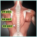 서현보톡스 추천 결정 전, 옆 근육의 역할부터 알고 가세요.