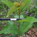 사오리농장 이미지