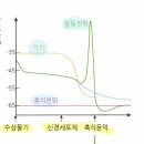 3권 21장 뉴런 188쪽 역치, 활동전위 크기 관련 질문 이미지