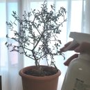 주식회사 가꾸다 | 벅스킬 반려식물 벌레 해충기피제 생생한 후기