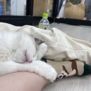 고양이카페 랙돌 이미지