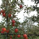 장금농장 이미지