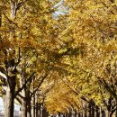 곡교천 은행나무길 이미지