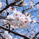 중앙로(R+L)(삼척역간) | 4월 군산 가볼만한곳 1박2일 군산 여행 코스