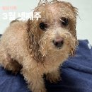 애견포차 | 백브로와 3월 넷째주 그리고 마지막주 일상기록