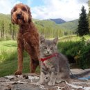 개와 고양이 이미지