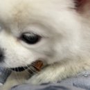 멍멍스푼 이미지