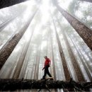 나무야 나무야 이미지