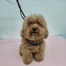 댕실 | 청주 복대동 애견미용 댕실, 귀여운 푸들 스포팅 후기!