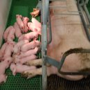 김경진농장 이미지