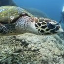 맘보 | 발리 누사페니다 맘보다이브 2일 후기: 블랙만타+상어