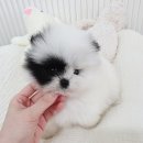 브리더독 | 진주강아지분양 한 폭의 그림 같은 모색, 파티포메라니안분양 운명적 만남 후기