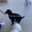 베이비댕 이미지