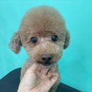 멍블리 펫살롱 이미지