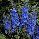 델피니움 꽃 꽃말 번식 재배 관리 키우기 이미지