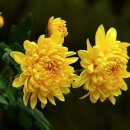 국화다방 이미지