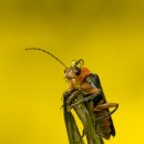 반딧불이 이미지