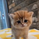 야옹아 멍멍해봐 세종점 이미지