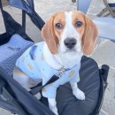 더라두카페 이미지