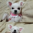 개 키우는 언니 이미지