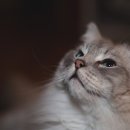 퍼스트 동물병원 이미지