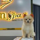 퀸마사지