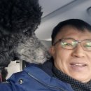 해운대 펫택시 네이버블로그