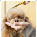 현대종합펫(현대동물병원) 이미지