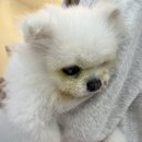 몽셀펫살롱 이미지