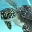 푸른바다 이미지