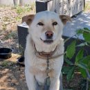 제천동물보호센터 이미지