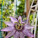 알비레오 이미지