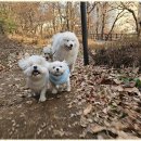 굿데이독 케어센터 이미지