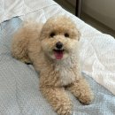 벨마레펜션 | 고성 애견동반 펜션 추천｜급하게 예약했는데 대만족한 벨마레 펜션