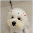 일산애견호텔 강아지 유치원 미용 맘바이 일산점 이미지