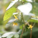 수까치깨 Corchoropsis tomentosa (Thunb.) Makino 이미지