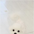 애견의품격 - 강서구 공항대로59길 8 | 애견의품격