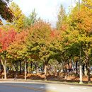 중국단풍길 이미지