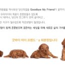 별이랑식물사랑 네이버블로그