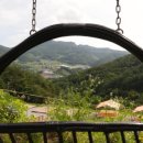 오렌지애견 이미지