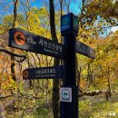 초록1세천 | 대전 세천공원 200살 단풍나무 강아지랑 가을 피크닉 갈만한곳