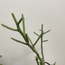 티에라선인장 | [리뷰] 마포 식물샵 '티에라 선인장' 플랜테리어 후기 - 집들이선물 추천