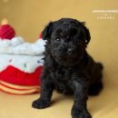 토이켄넬 이미지