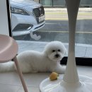 마이유어펫살롱 이미지