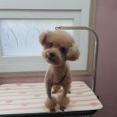 the 굿 dog 이미지