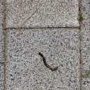 너와의 산책 이미지