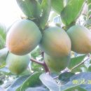 기수농장 이미지