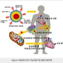 [科學] 미토콘드리아의 魔術 - 세 父母 둔 아기 태어난다 이미지